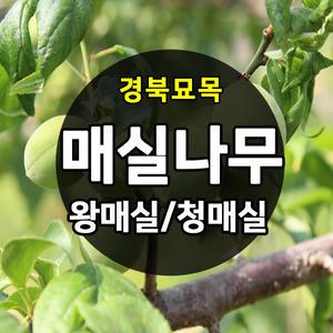 [경북묘목]매실나무묘목/왕매실.청매실,홍매,접목 1-2년생