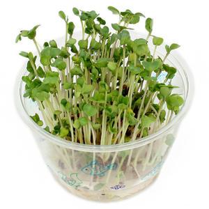 미니컵 새싹키우기 10인세트