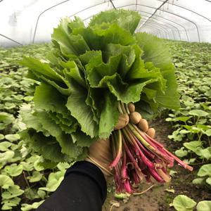 당일수확 논산 머위나물 1kg 쌈용 머위순