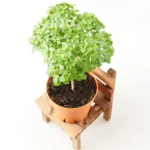 갑조네 바질트리