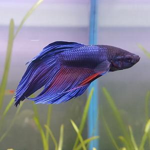 [신세계수족관] 베일베타 수컷 (색상미요구시 랜덤발송)
