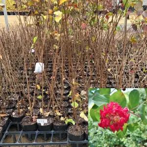 배롱나무 묘목 (다이너마이트) 빨간색 포트묘 백일홍 관상수 꽃나무