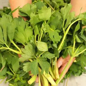 조선흙쟁이의 봄나물 방풍나물 2kg