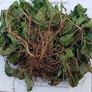 울릉도 부지갱이 나물 모종 30촉