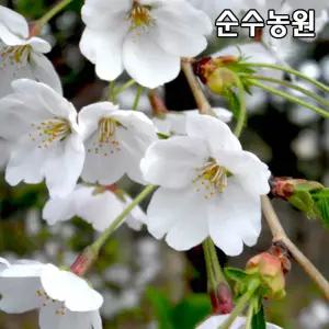 산벚나무 묘목 실생2년 뿌리묘 5개/벚꽃나무