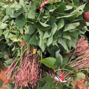 생착률 높은 해남 금호영농조합 꿀고구마모종 5kg 베니하루카꿀고구마순