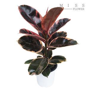 꽃집아가씨 중형 루비고무나무 화분지름15cm