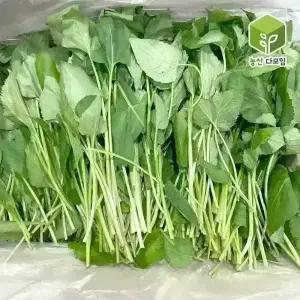 국내산 봄나물 생취나물 4kg