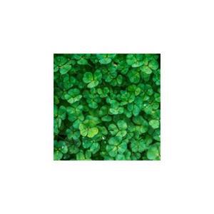 크로바 클로버 토끼풀 씨앗 10kg 화이트 레드 크로버