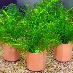 아나카리스 포트수초 어항 수족관