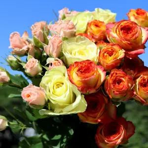 생화 장미 10줄기(17가지 품종 중 1가지 랜덤)