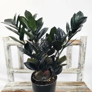 에덴플랜트 블랙금전수 희귀식물 우수품종 개업선물 행운나무 돈나무 승진