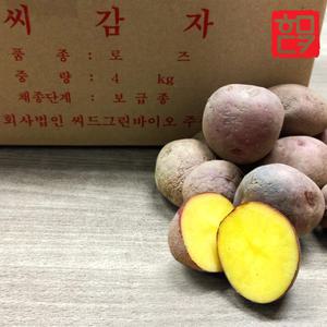 씨감자 홍감자 로즈 보급종 감자씨 감자종자 강원도 채종 햇감자