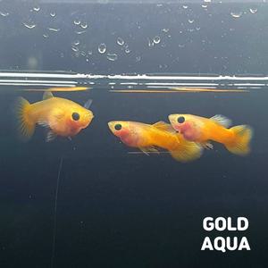 [골드아쿠아]몽키바나나(골든글라스벨리 숏바디)구피 숫1+암2