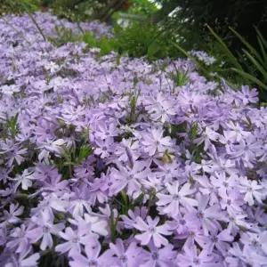 어린모종]꽃잔디(에메랄드(연보라)9cm비닐포트 50개묵음 K001