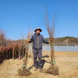 나무의모든것 왕보리수나무 접목 2년생