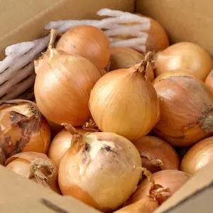 25년 단단한 국내산 햇양파 10kg 중