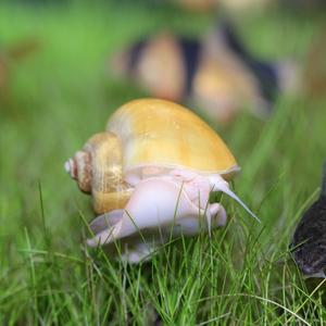 티아쿠아 열대어 애플 스네일 1마리 관상어