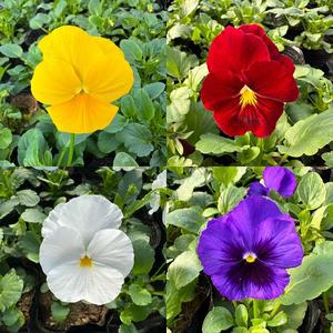 팬지꽃모종 화사한 화단꾸미기  겨울팬지60개 세트