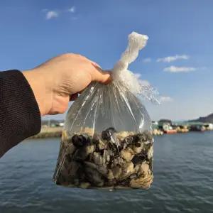 당일작업 통영 신선한 햇 생굴 1kg