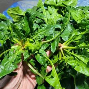 섬초 시금치 남해섬초 1kg 야채맘