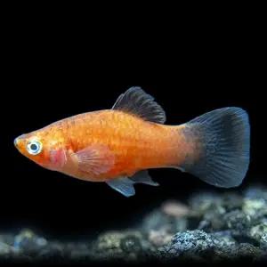 티아쿠아 열대어 왁 플래티 2마리