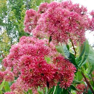 칠자화나무/다간(수고1.2M)/조경수/정원수/묘목/A0729