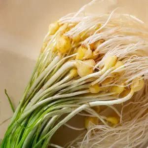 [산해직송]국산 제철 봄나물 (국내산 흙 달래 500g)