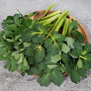 여수 금오도 무농약 방풍나물 1kg