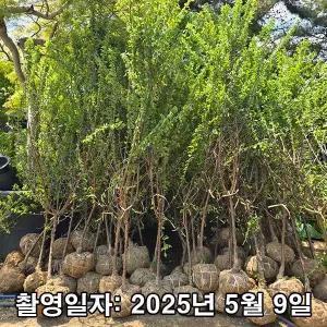 대왕앵두 / 왕앵두나무 / 3~4년생 / 결실주