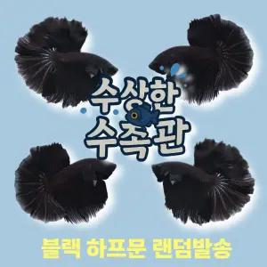 [수상한수족관] [하프문베타 ]솔리드색상 블랙 하프문 수컷 베타 / 1마리 / 랜덤발송