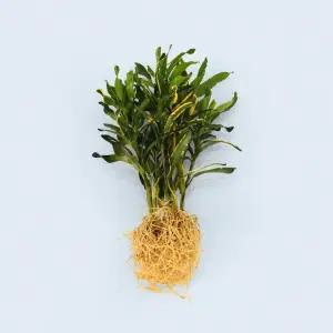 바나나 크로톤 세척 모종 소형 수경재배 식물 키우기쉬운 인테리어 실내공기정화 식물