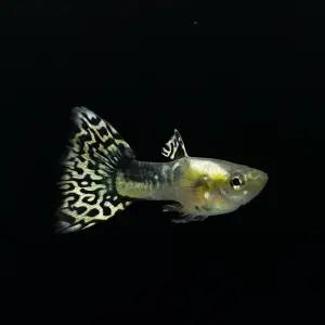 멀티 세븐컬러 구피 2쌍