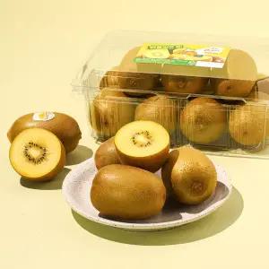 제주 골드키위 1.3kg (10~12입) 팩