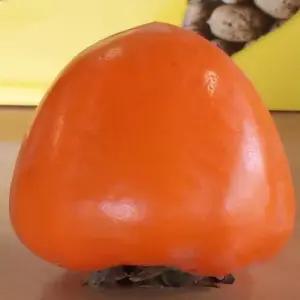 유실수 묘목/감나무 대봉 개량대봉 접목1년 중묘-두주묶음 TK014