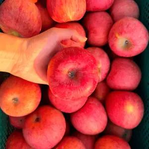 경북 제철과일 고당도 햇 부사사과 A급 가정용 2kg 소과 12-14과