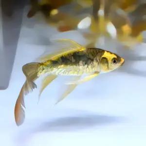 [주니멀열대어][비단잉어] 골든 판다 버터플라이코이 12cm내외관상어