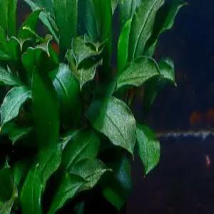 부세 파란드라 레드 1벌브