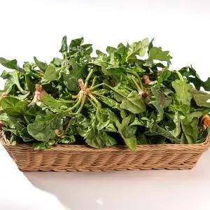 [전청프레시] 국내산 제철 시금치 남해 시금치 2kg