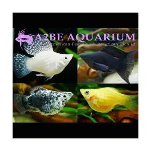 [에이투비] 풍선몰리 / Poecilia velifera var / 5마리 / 색상 랜덤발송