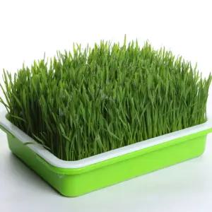 새싹 채소 키우기 새싹보리 보리싹 밀 싹 수경 재배/콩나물/기르기/세트/키트/가정용/재배기/상자/관찰용/