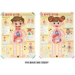 내몸속 장기들 학습x꾸미기 인체교구 페이퍼 5세트 간접교육