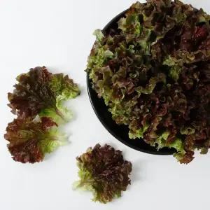 국내산 싱싱한 꽃상추 쌈채소 야채 당일수확 500g 1kg 2kg