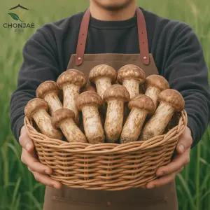 초온재 국내산 참송이버섯 충남 서산 무농약 가정용 500g