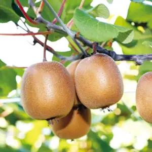 그루담다 키위나무 골드키위 묘목 2년생