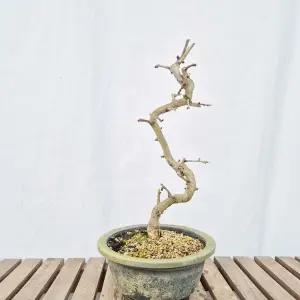 경탄 산사 나무 곡간 분재 반려 식물 베란다 화분