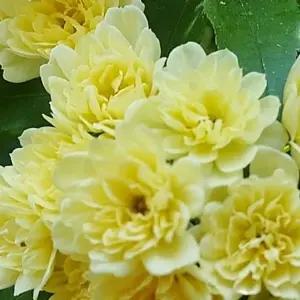 목향찔레 노랑 덩쿨 가시없는 덩굴장미 개화주 정원 조경 화단 C01