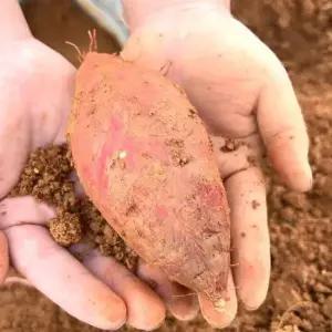 해남 호박고구마 호풍미 고구마 비세척 대 10kg