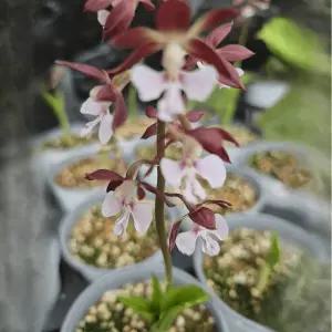 새우란 초코 중품 난초류 봄개화 정원 조경 노지월동 화단꾸미기 C01