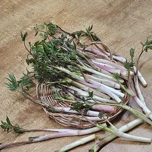 [산지직송]쌉싸름한 맛이 매력적인 국내산 땅두릅 300g